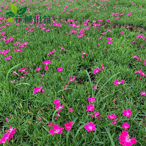 如何让花木顺利过冬？