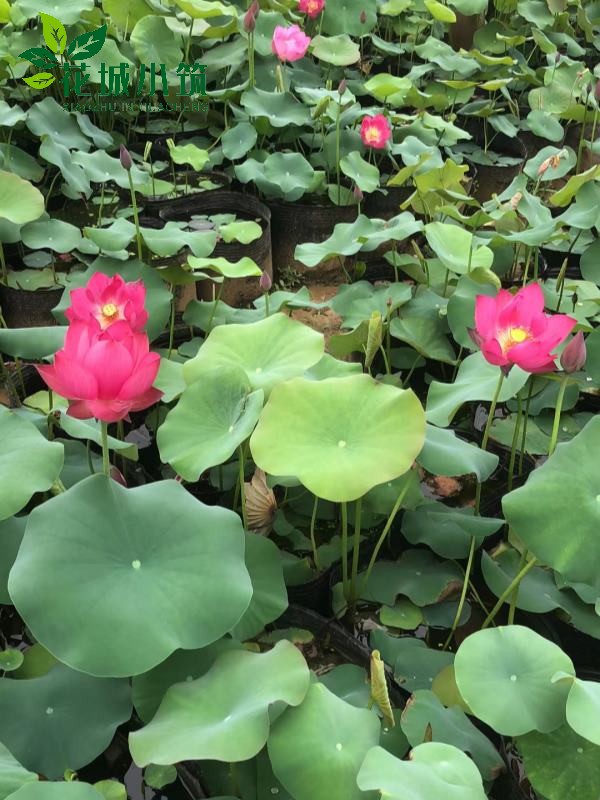 水生植物