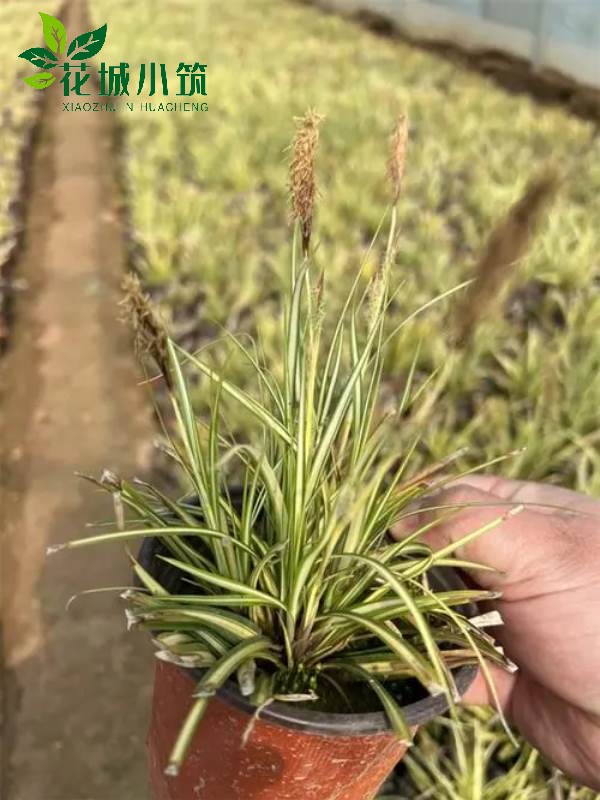 金心苔草